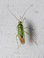 Lygocoris