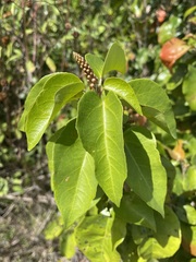 Croton arboreus