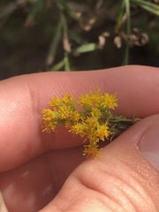 Euthamia occidentalis