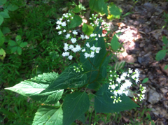 Ageratina altissima altissima