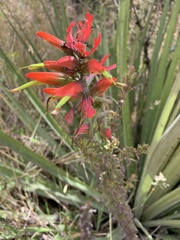 Castilleja fissifolia