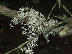 Pseudevernia cladonia