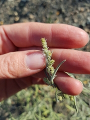 Corispermum villosum