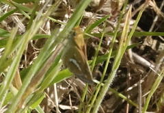 Taractrocera papyria