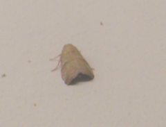 Lepidoptera