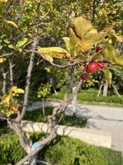 Malus baccata