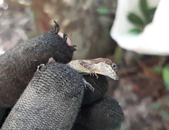 Anolis rodriguezii