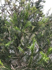 Melaleuca armillaris