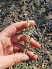 Corispermum villosum