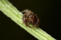 Macaroeris nidicolens