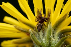 Macaroeris nidicolens