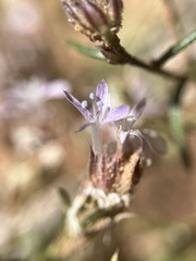 Ipomopsis gunnisonii