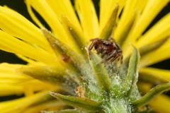 Macaroeris nidicolens