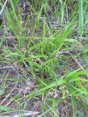 Anthoxanthum glabrum