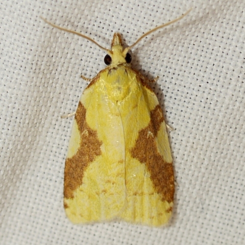 Aproned Cenopis Moth photo 3