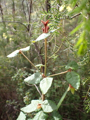 Correa reflexa