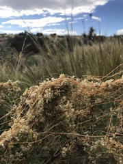 Cuscuta indecora