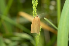 Aphelia viburnana