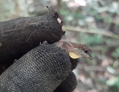 Anolis rodriguezii