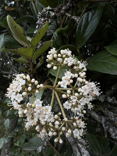 Viburnum tinoides, 2022-10-06