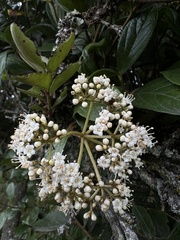 Viburnum tinoides