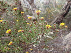 Pultenaea mollis