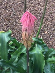 Veltheimia