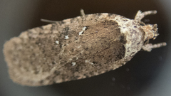 Agonopterix pulvipennella