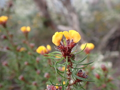 Pultenaea mollis