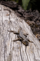 Sceloporus anahuacus