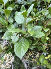 Viburnum tinoides