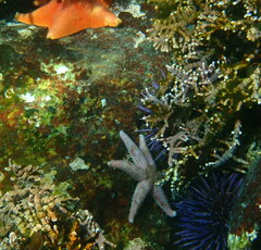 Leptasterias hexactis