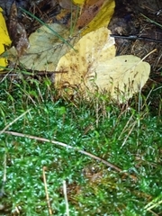Atrichum undulatum