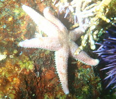 Leptasterias hexactis