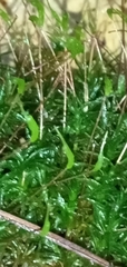 Atrichum undulatum