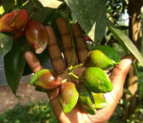 Samadera indica, photograph 5