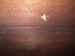 Aglossa disciferalis