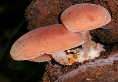 Rhodotus palmatus image