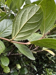 Viburnum tinoides