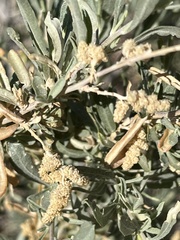 Atriplex canescens