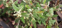 Xanthosia pilosa