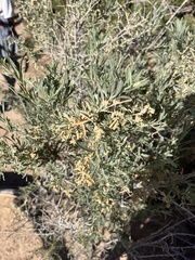 Atriplex canescens