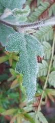 Xanthosia pilosa