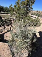 Atriplex canescens