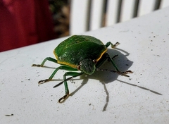 Chlorochroa persimilis