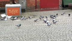 Columba livia domestica