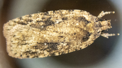 Agonopterix pulvipennella