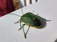 Chlorochroa persimilis