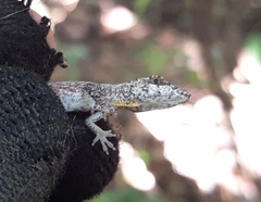 Anolis ustus