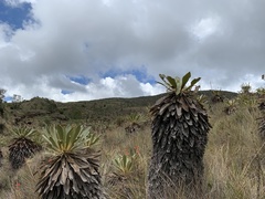 Espeletia